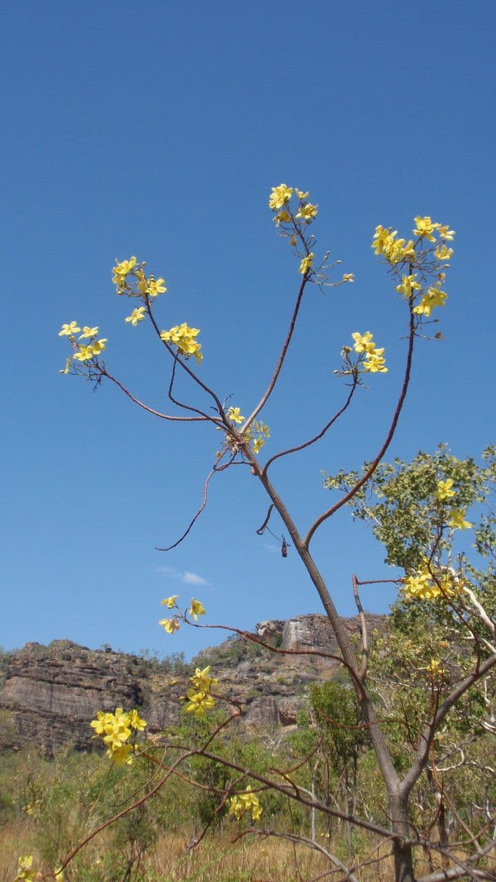 Cochlospermum 10