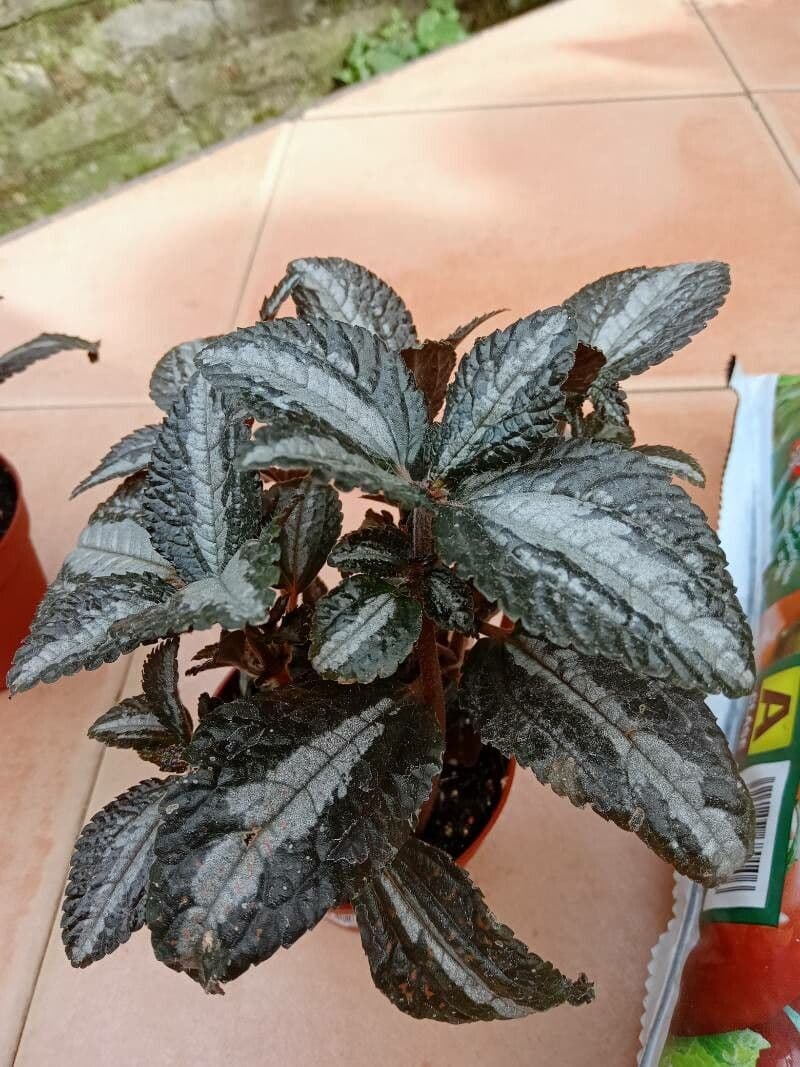 Pilea 5