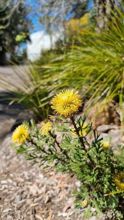 Isopogon anemonifolius 6