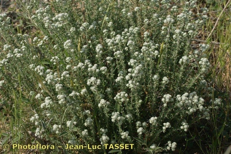 Teucrium lusitanicum 3