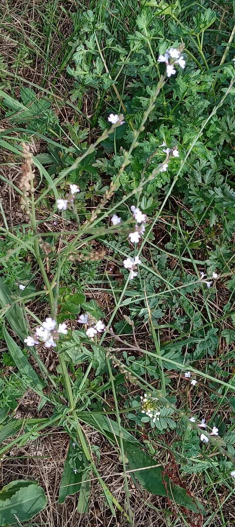 Verbena comune 15