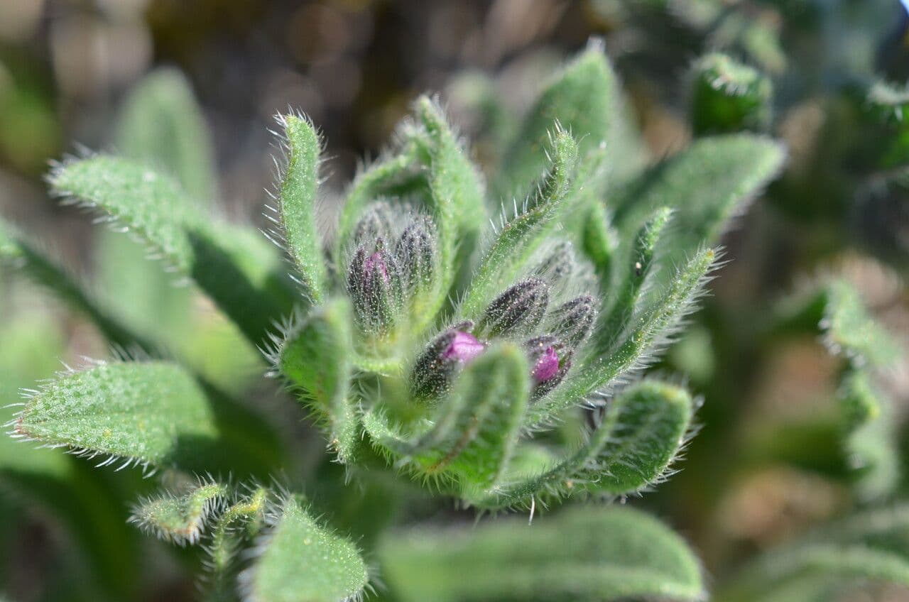 Zlatovlas farbiarsky 3