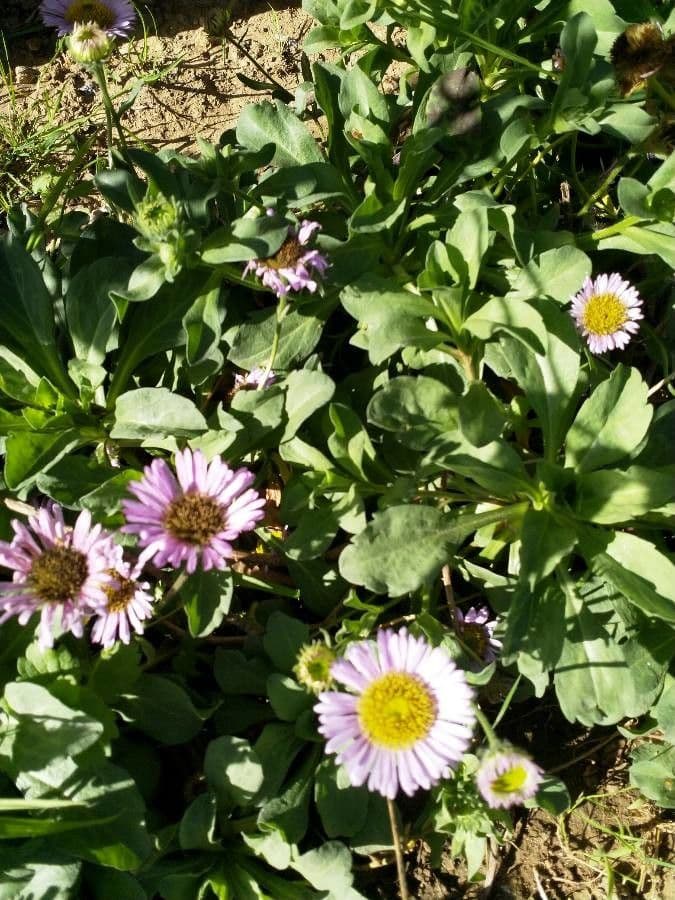 Fleabane glaucus 21