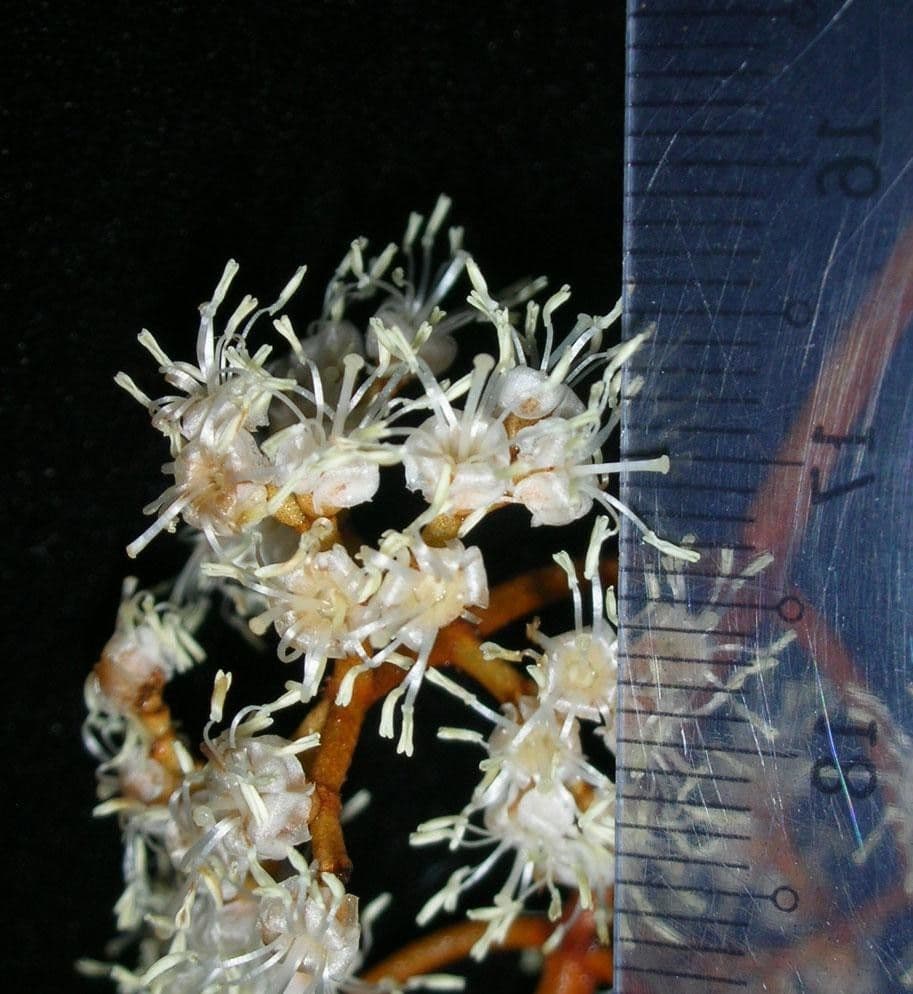 Miconia punteggiata 5