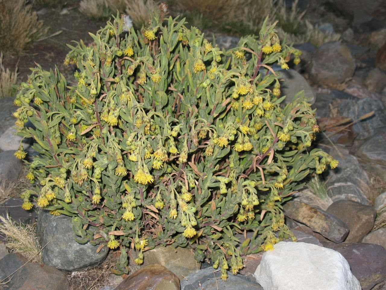 Senecio 10