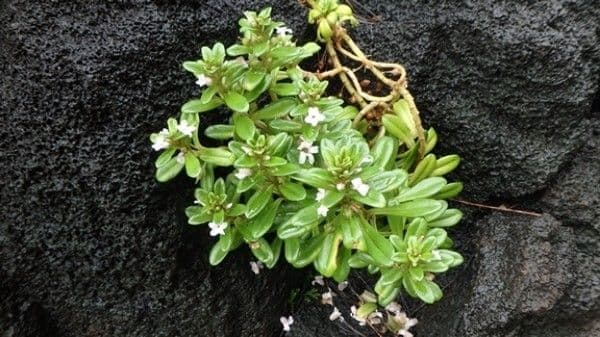Lysimachia mauritiana 14