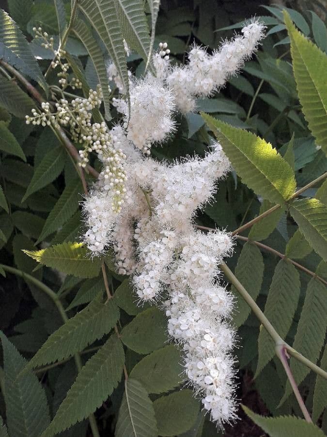 Sorbaria 10