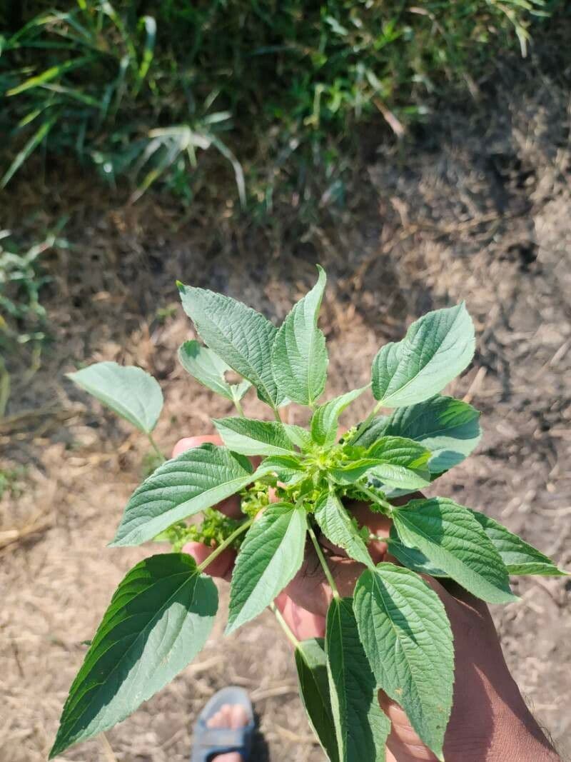 Acalypha 6