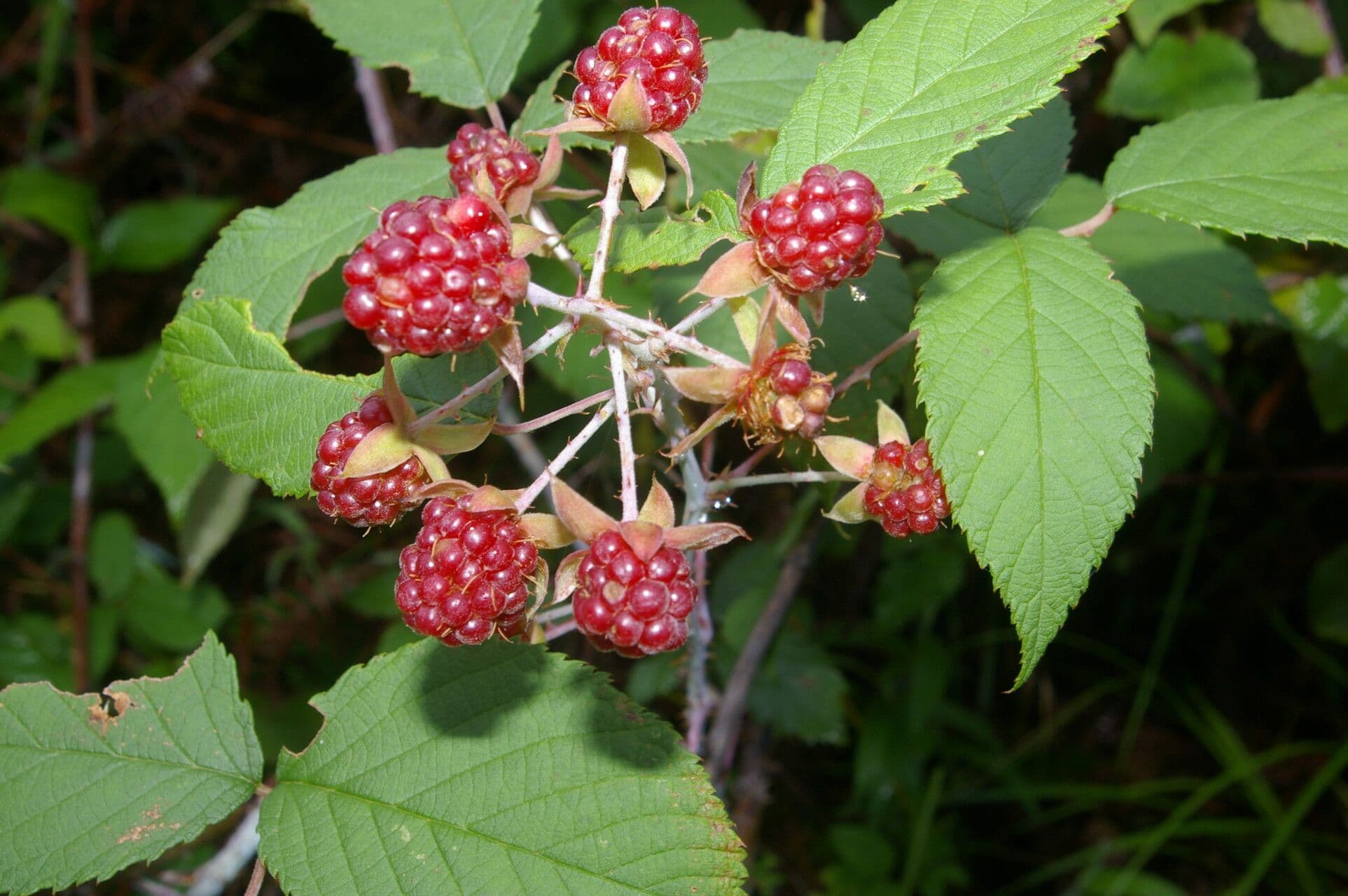 Rovo 2