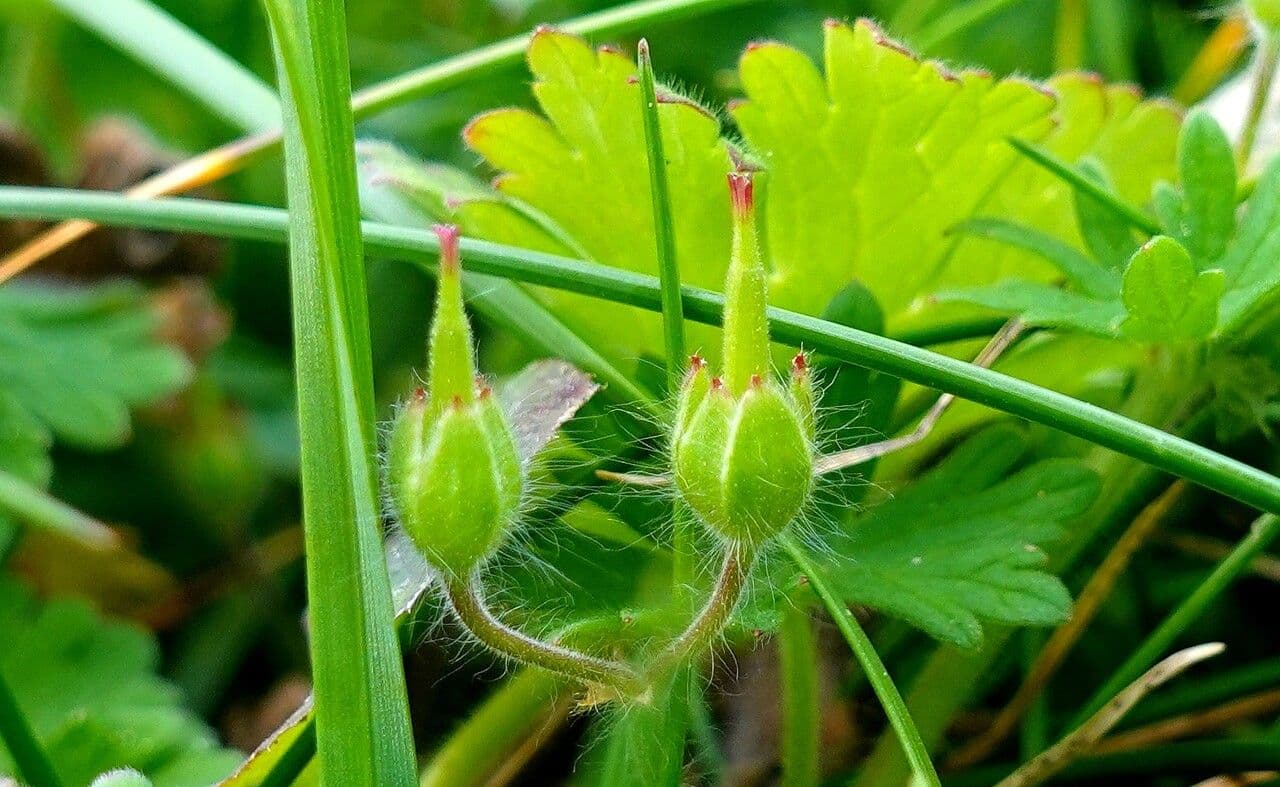 Géranium fluet 3