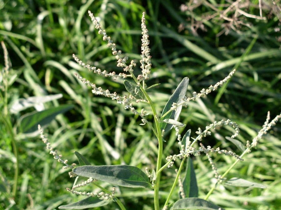 Atriplice a fiorellini 7