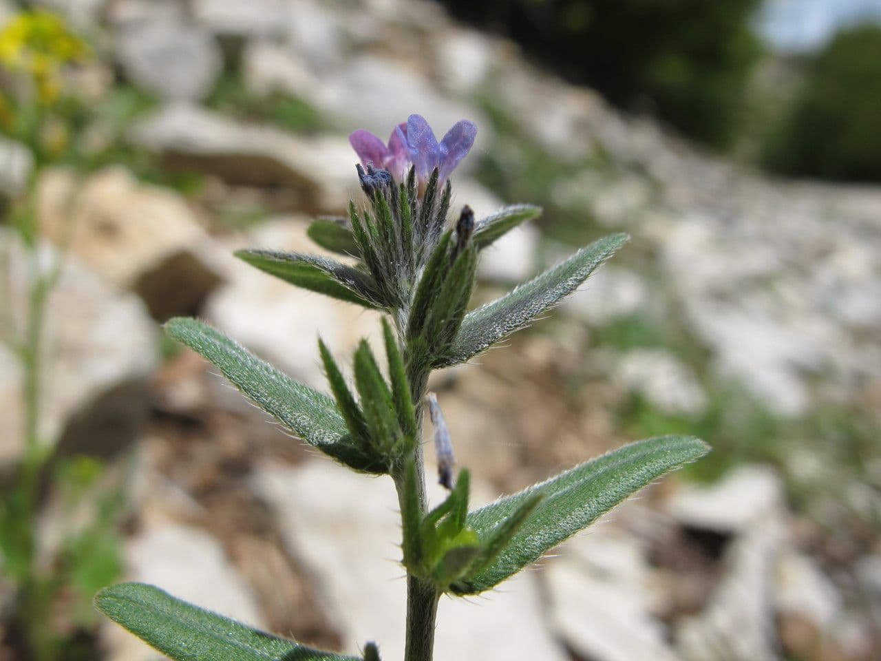 Buglossoides 6