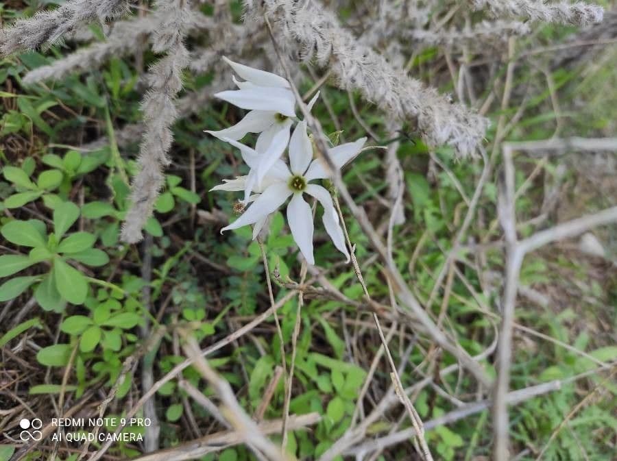 Narciso 4