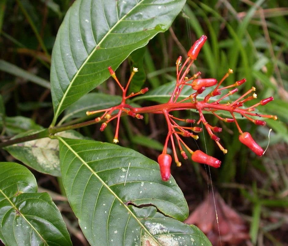 Palicourea crocea 21