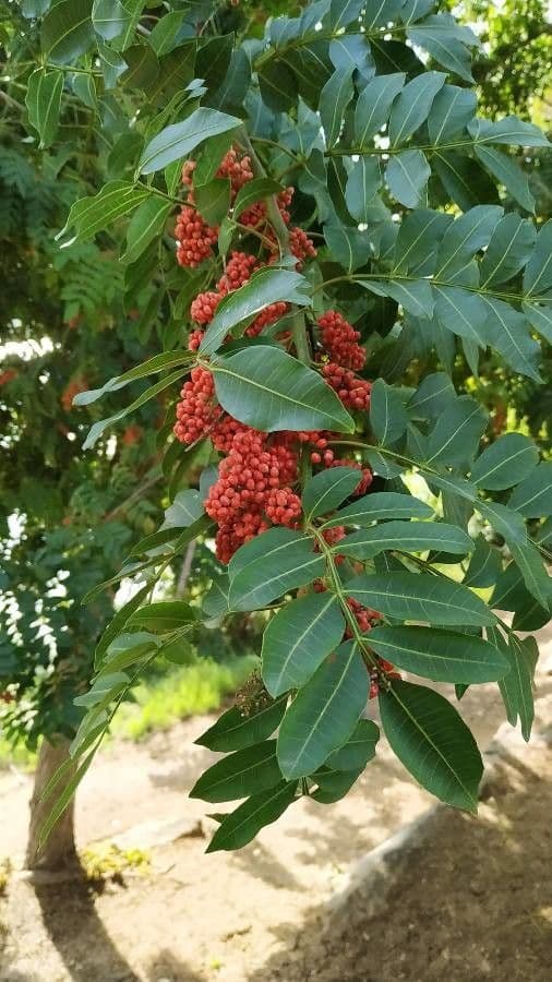 Brazilian peppertree 12