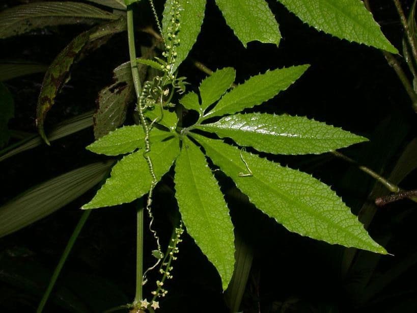 Cyclanthera 17