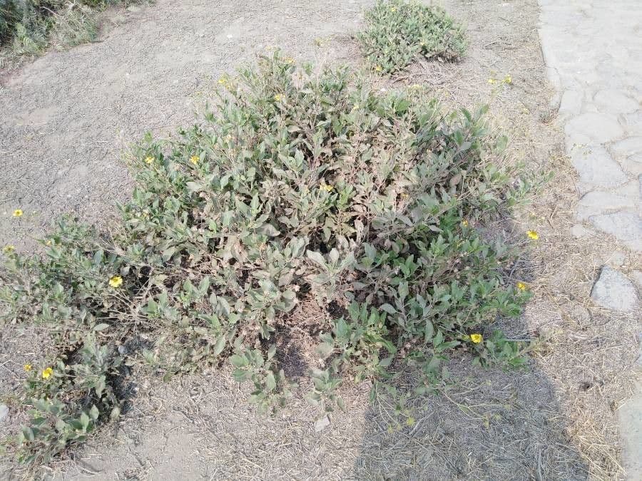 Encelia 9