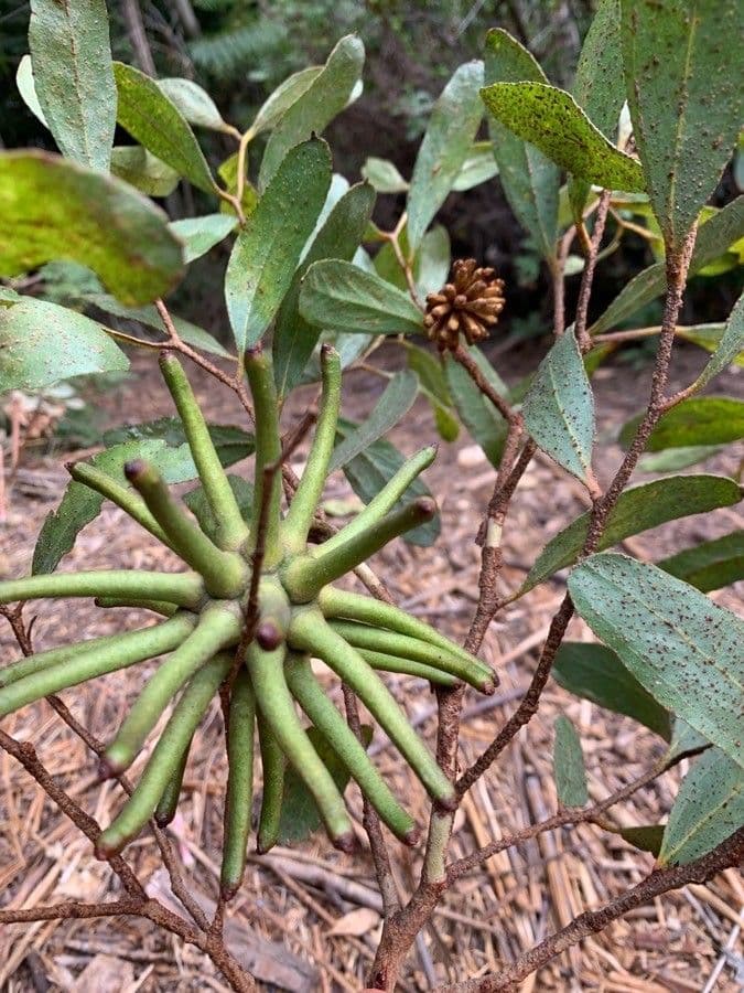 Lehmann-Eukalyptus 2