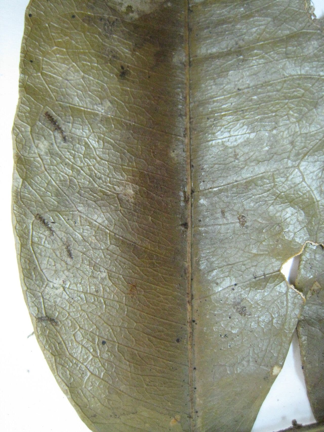 Jupunba 2
