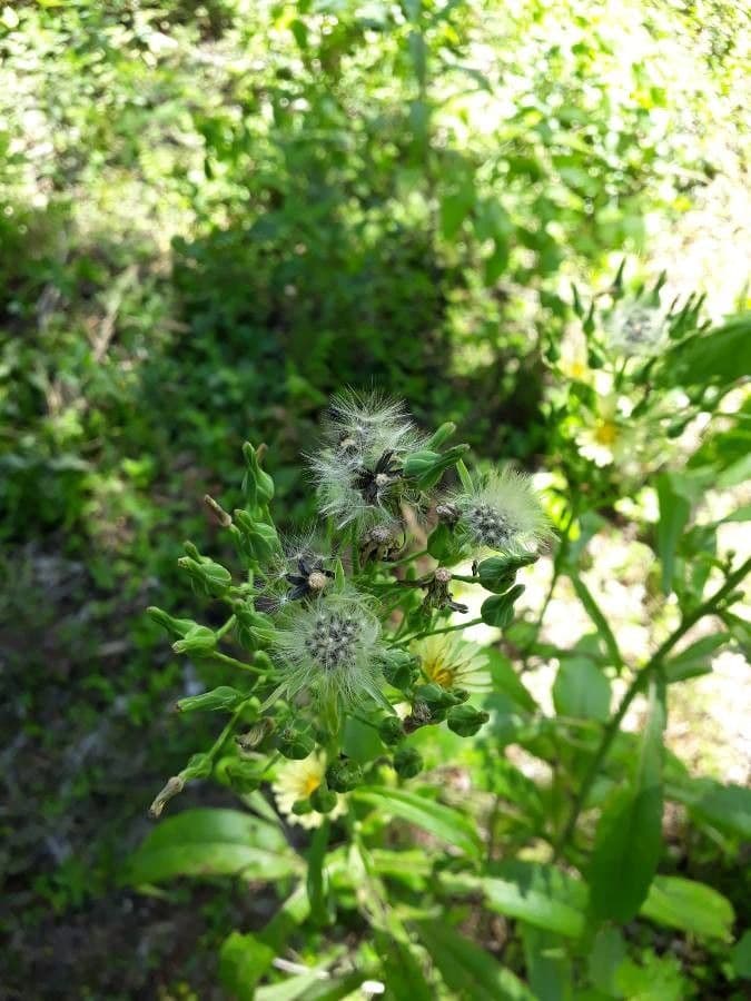 Lactuca indica 14