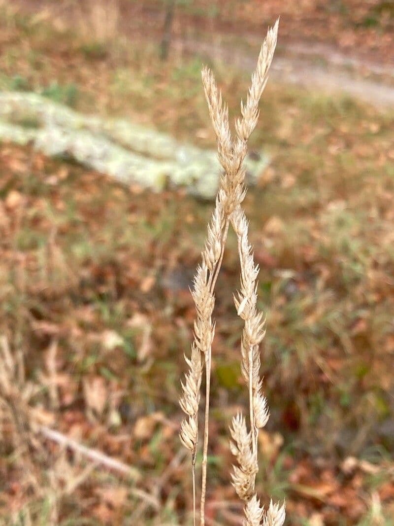 Agrostis exarata 5