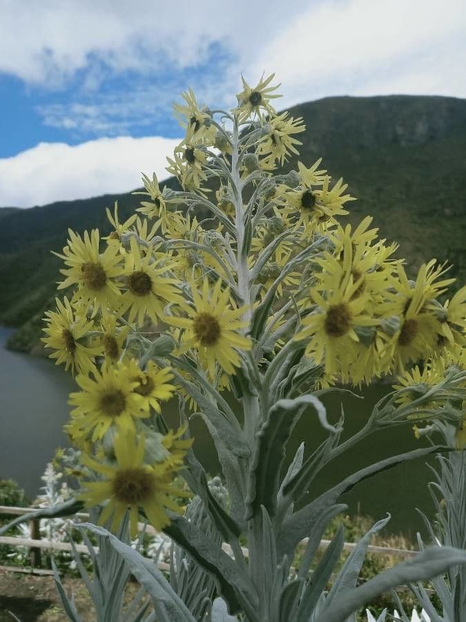 Senecio 8