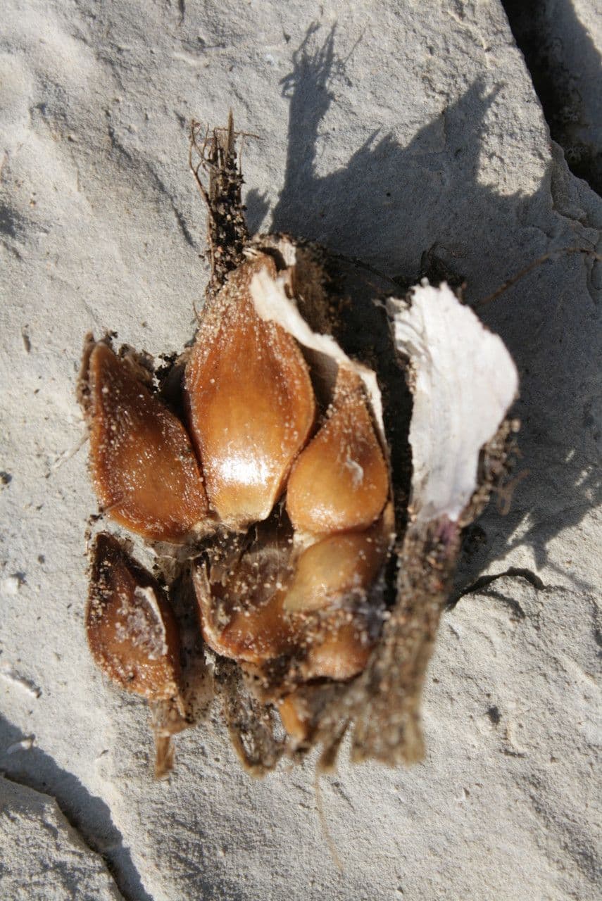 Aglio marino 13