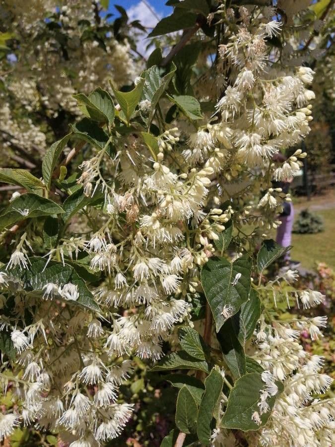 Pterostyrax hispidus 7