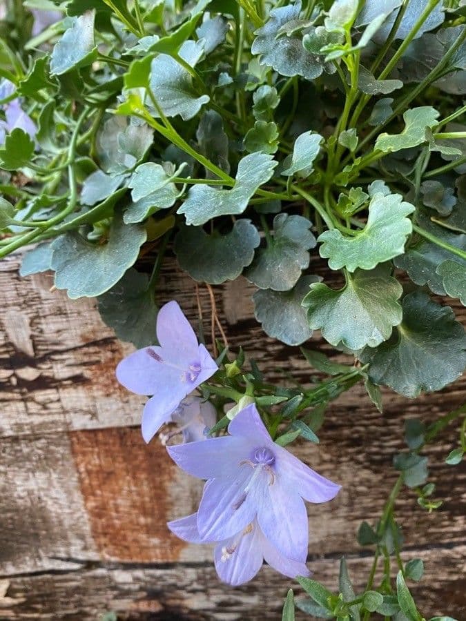 Campanula 15