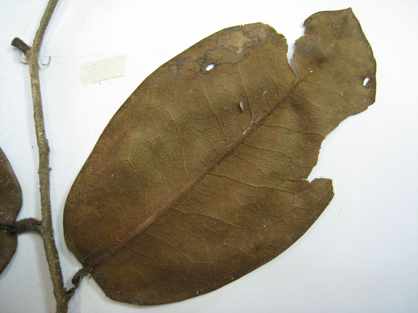 Xylopia 8