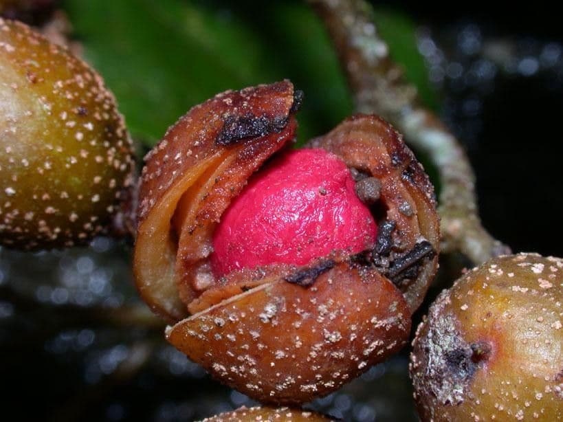 Casearia corymbosa 3