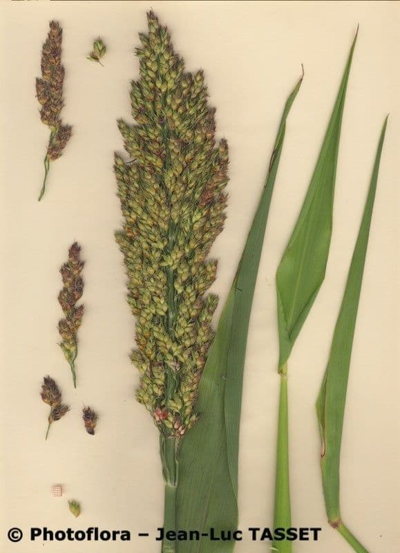 Sorgo 26
