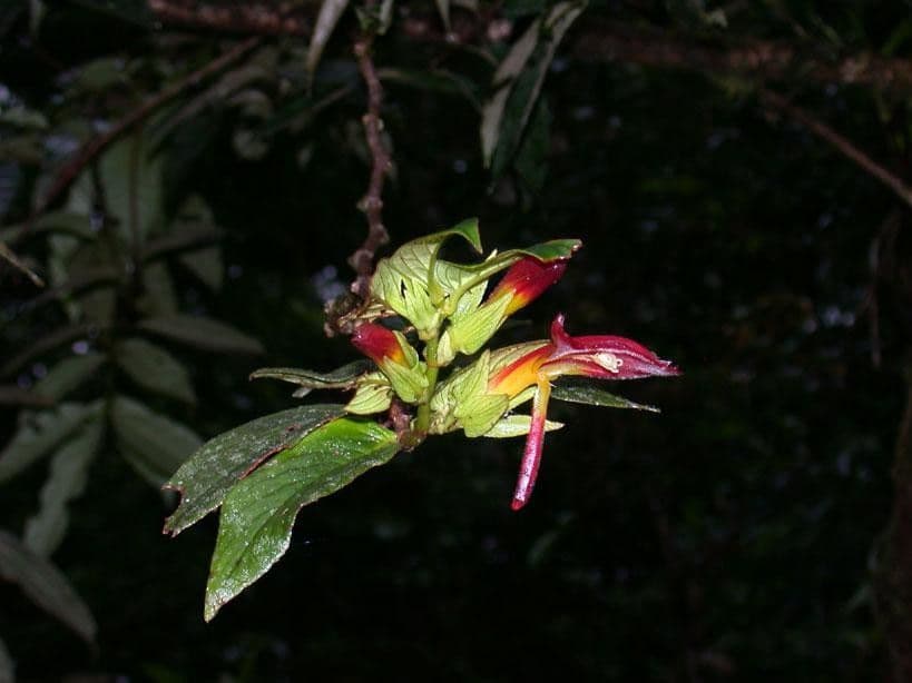 Columnea nicaraguense 16