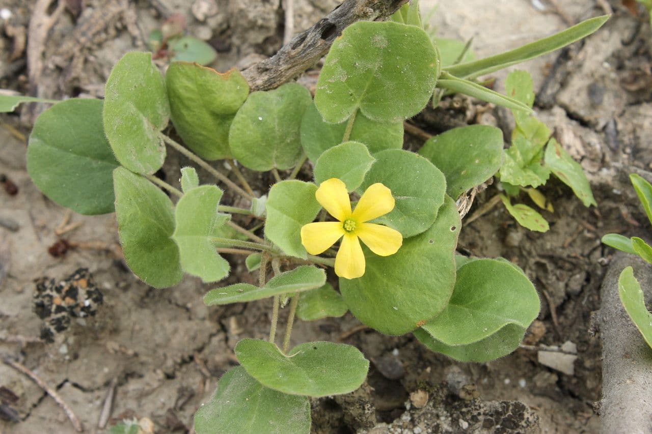 Acetosa dichondrifolia 4