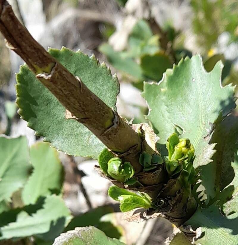 Grindelia 11