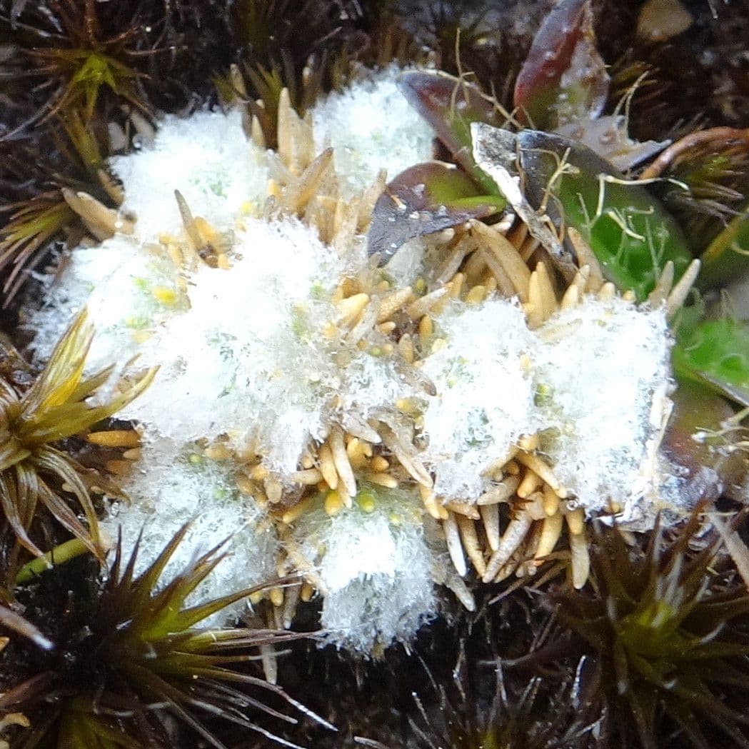 Paepalanthus 14