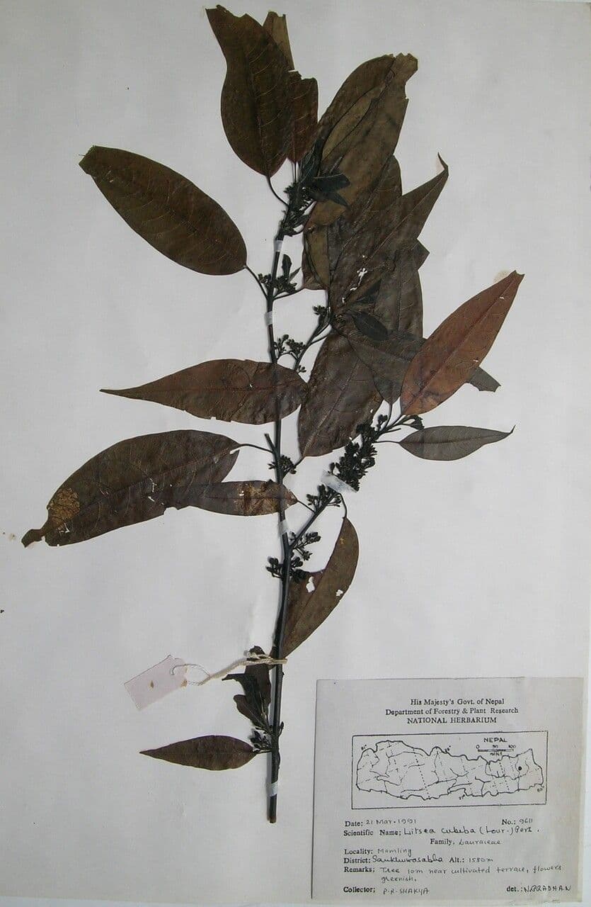 Litsea cubeba 3