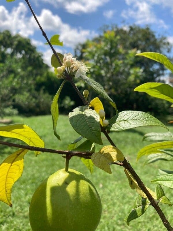 Eugenia 6