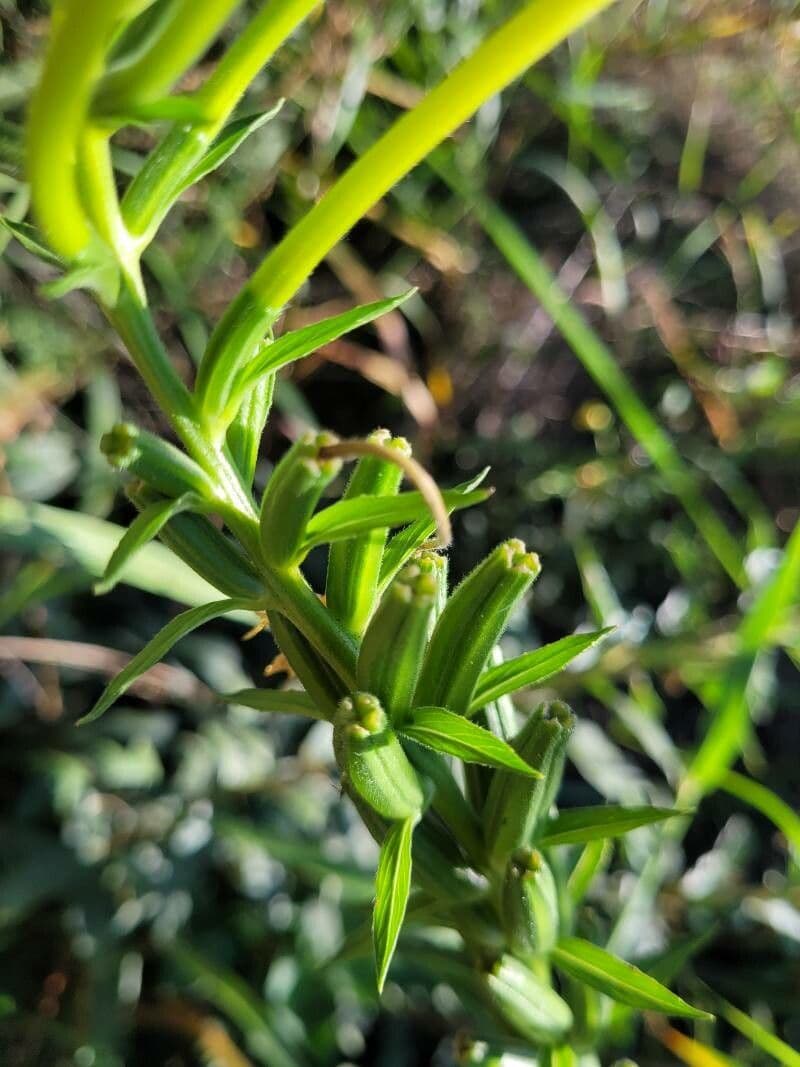 Enagra parviflora 18