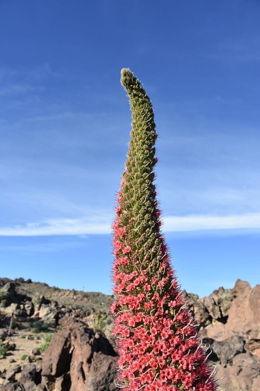 Echium di Wildpret 10