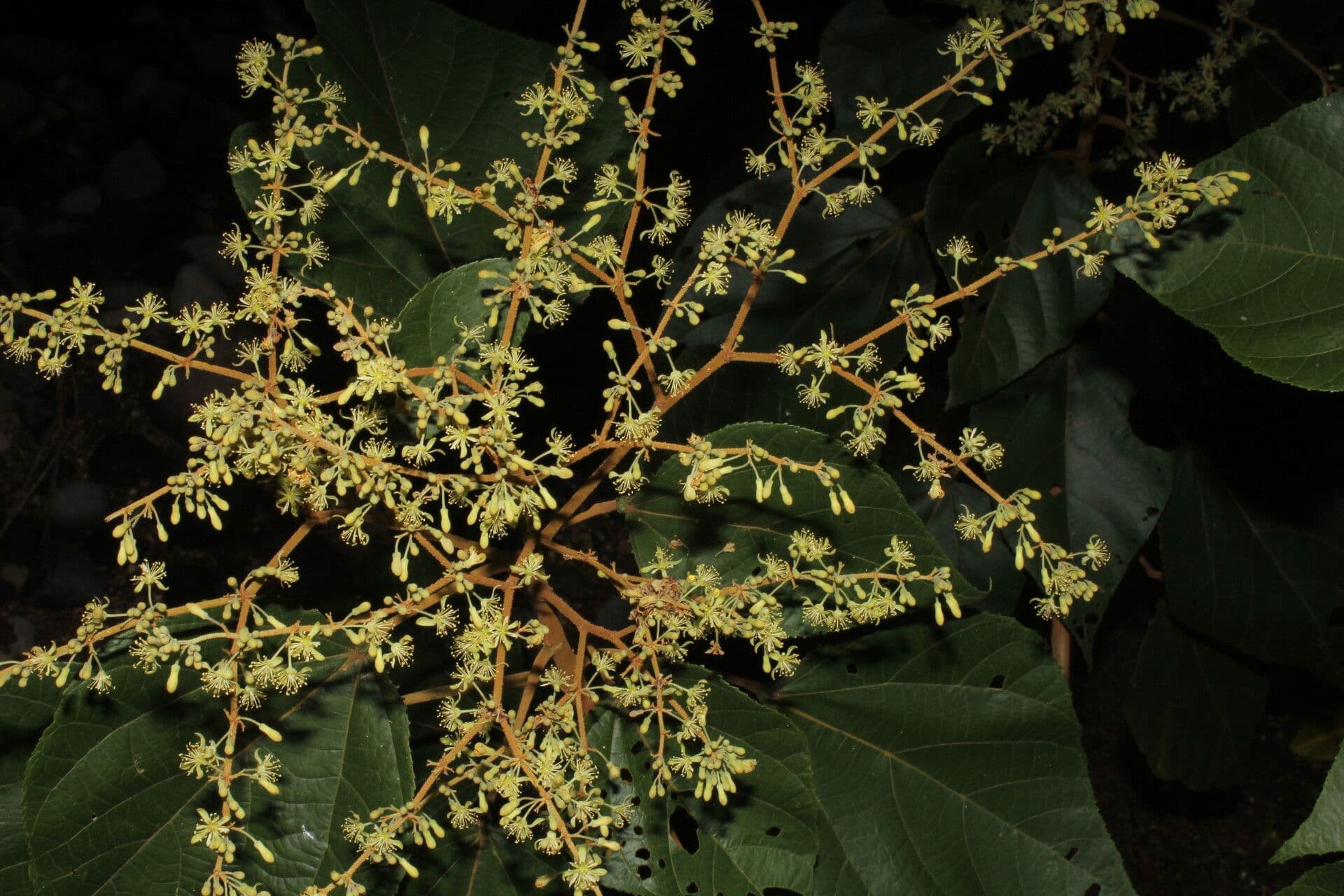 Heliocarpus 11
