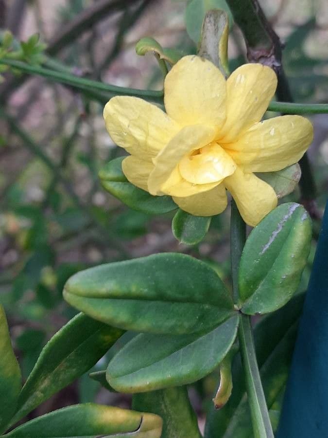 Winterjasmin 8