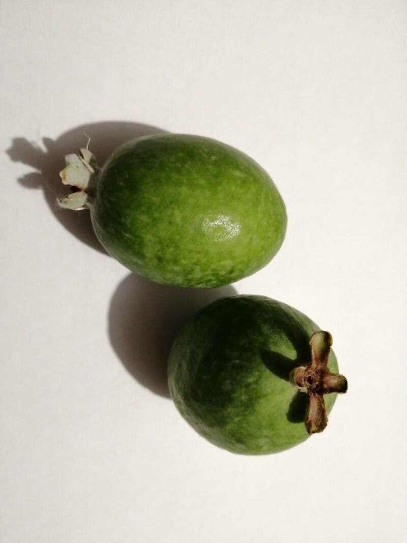 Feijoa