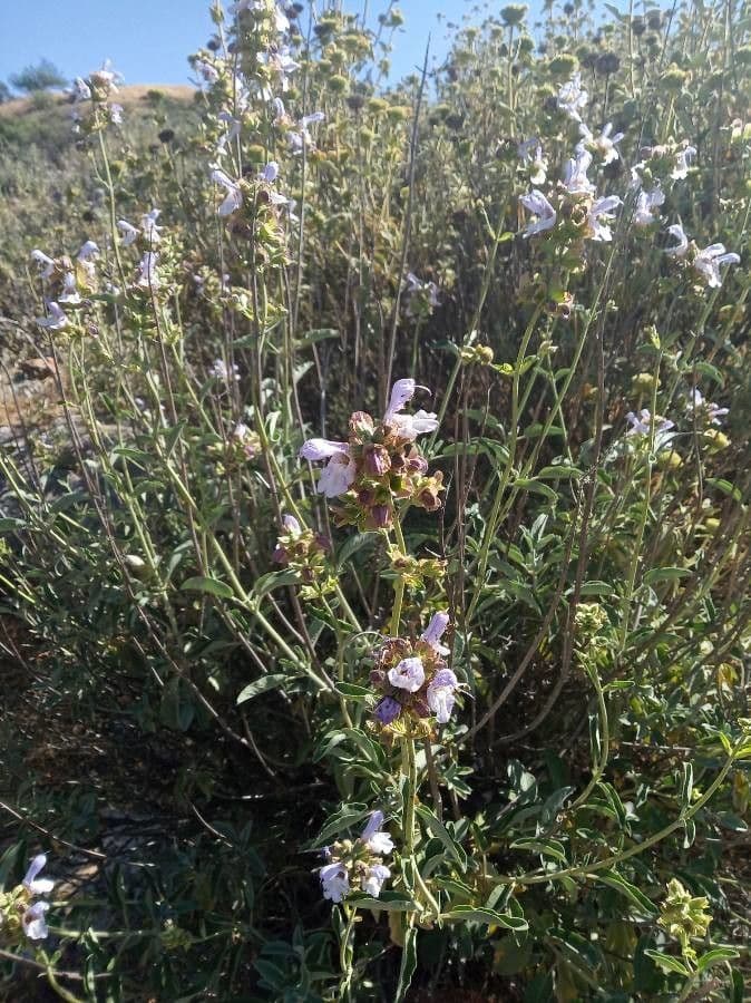 Salvia 5