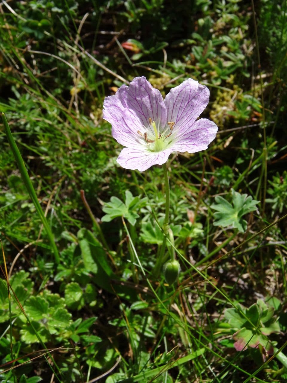 Grauer Storchschnabel 12