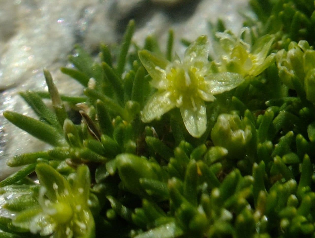 Minuartia sedoide 5