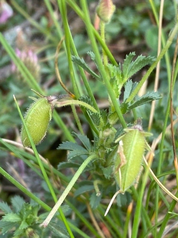 Ononis cristata 5