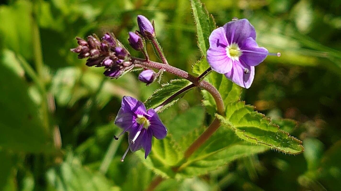 Veronica ponae 16