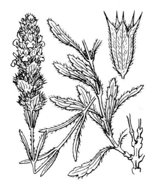 Sideritis hyssopifolia 26