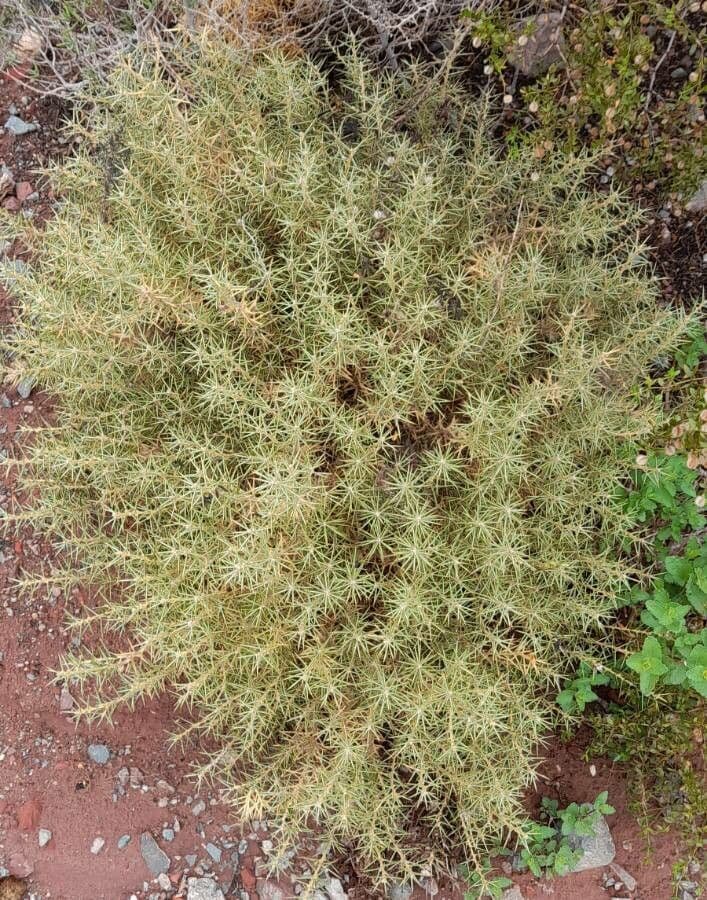 Chuquiraga 6